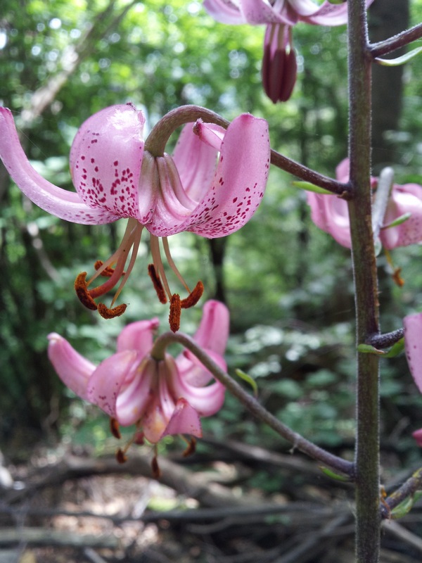 Lilium martagon